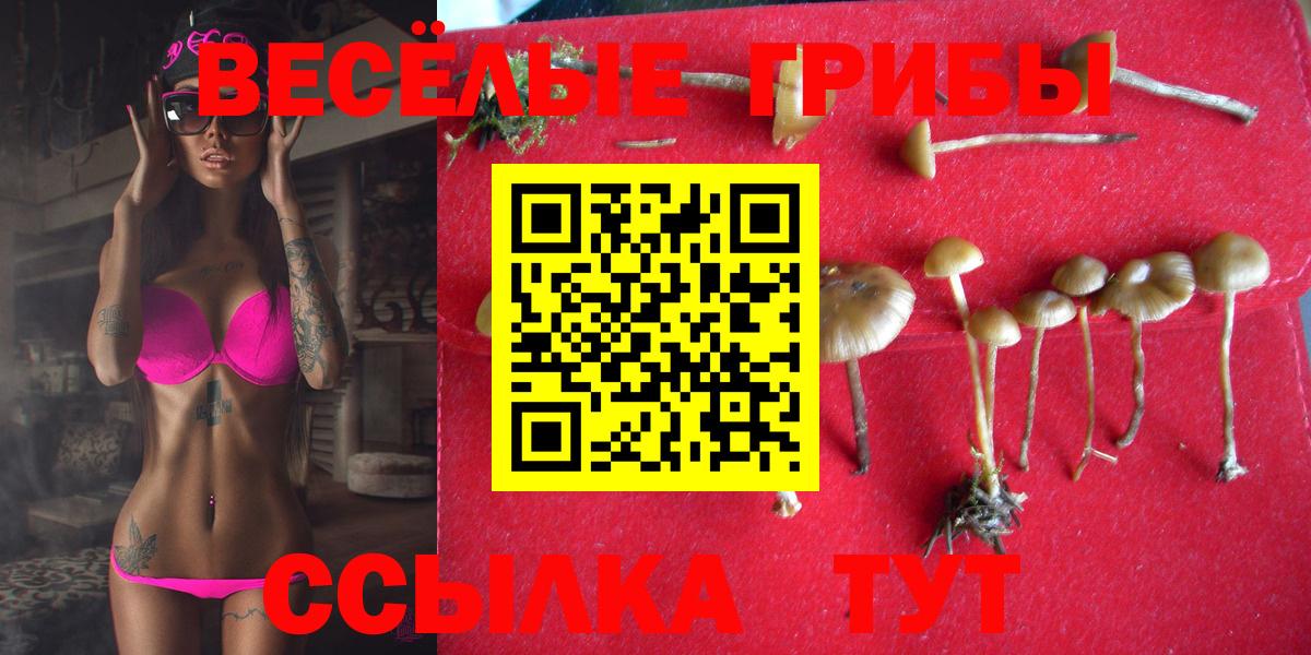 Псилоцибиновые грибы Psilocybe  Вход с VPN  Дедовск 